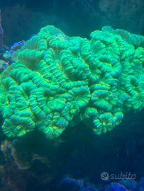 Acquario Marino coralli