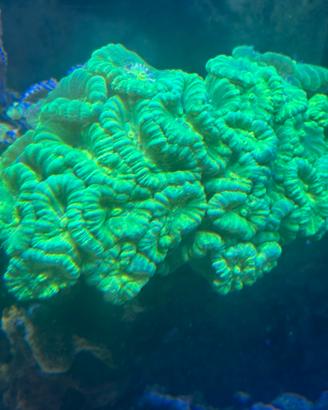 Acquario Marino coralli