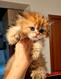 British Longhair Maschio
