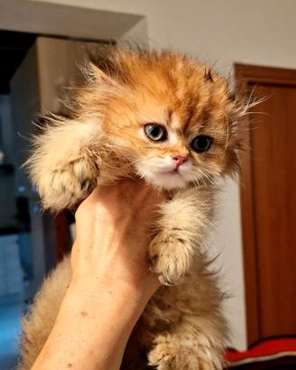 British Longhair Maschio