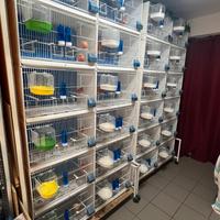 Allevamento canarini