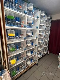 Allevamento canarini