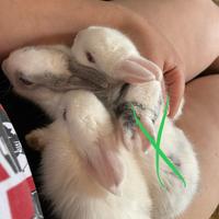 Coppia di cuccioli Conigli Nani