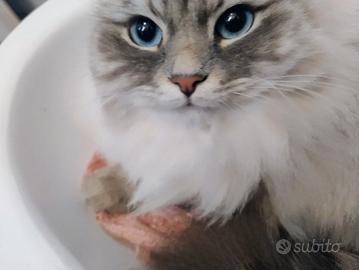 Cucciola siberiana con Pedigree da riproduzione