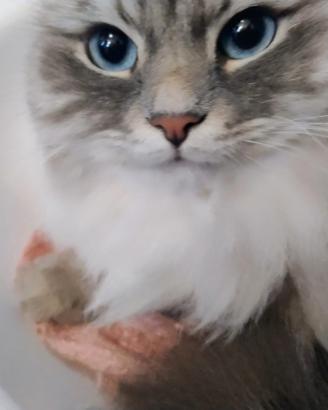 Cucciola siberiana con Pedigree da riproduzione