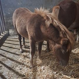 Splendida pony femmina