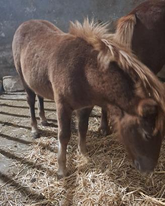 Splendida pony femmina