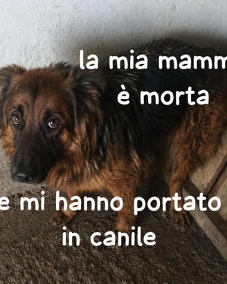 Emily pastore tedesco 4 anni