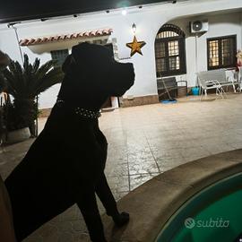 cane corso 