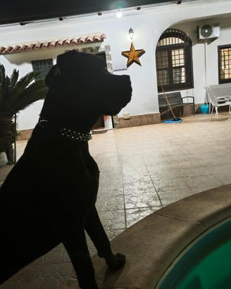 cane corso 