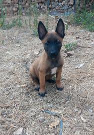 Disponibili cuccioli di pastore belga malinois