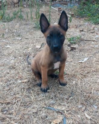 Disponibili cuccioli di pastore belga malinois