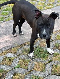 Pittbull femmina nera
