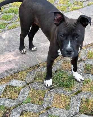 Pittbull femmina nera