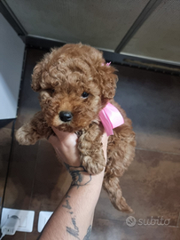 Cuccioli barboncino toy red