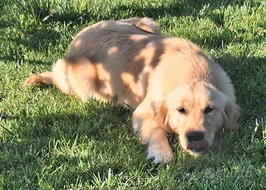 Femmina 6 mesi golden retriver angloamericana