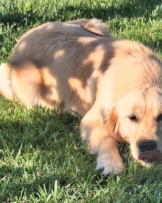 Femmina 6 mesi golden retriver angloamericana