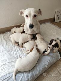 Cuccioli di puro Jack russel