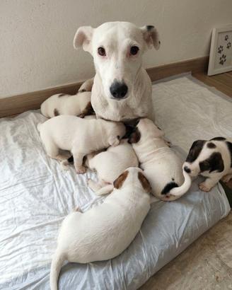 Cuccioli di puro Jack russel