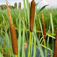 Piante acquatiche Typha latifolia