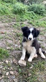Cuccioli border collie bianco nero Forever Puppy