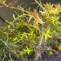 Potature Rotala rotundifolia