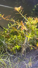 Potature Rotala rotundifolia