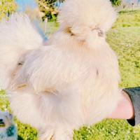 Galline Moroseta alta selezione linea americana