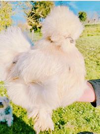 Galline Moroseta alta selezione linea americana