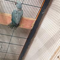 Parrocchetto dal collare blu femmina