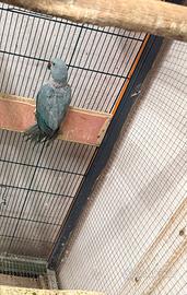 Parrocchetto dal collare blu femmina