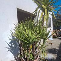 Yucca albero in vaso 110 lt
