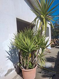 Yucca albero in vaso 110 lt