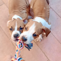 Cuccioli di american Pitbull