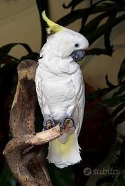 Cacatua Triton - pulli da imbecco