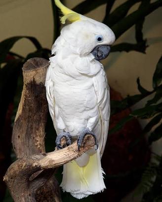 Cacatua Triton - pulli da imbecco