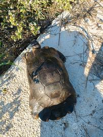 Tartarughe Testudo Marginata