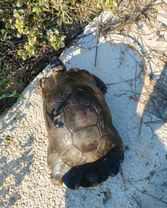Tartarughe Testudo Marginata