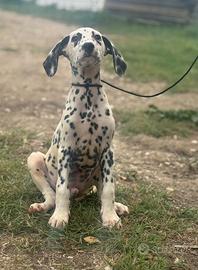 Dalmatino cucciolo disponibile