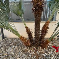 Sassi di fiume per aiuole o giardino