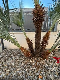 Sassi di fiume per aiuole o giardino