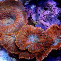 Coralli molli Rhodactis Inchoata e Discosoma Blu
