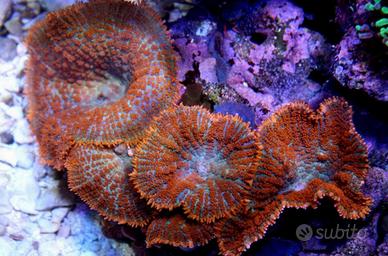 Coralli molli Rhodactis Inchoata e Discosoma Blu