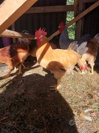 gallo amrocks e gallo bionda piemontese 