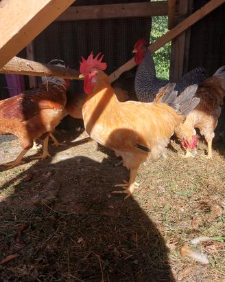 gallo amrocks e gallo bionda piemontese 
