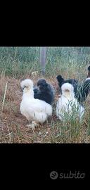 Galli bianchi razza Moroseta