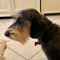 Bassotto disponibile per monta