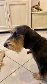 Bassotto disponibile per monta