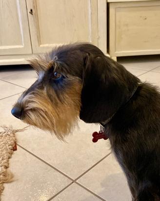 Bassotto disponibile per monta