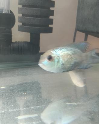 Scalari è acquario